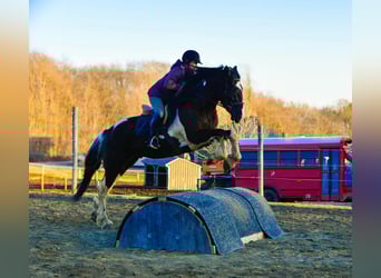 Friesen, Wallach, 5 Jahre, 170 cm, Tobiano-alle-Farben