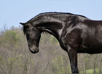 Friesen Mix, Wallach, 5 Jahre, 173 cm, Rappe