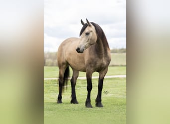 Friesen Mix, Wallach, 5 Jahre, Buckskin