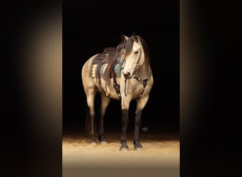Friesen Mix, Wallach, 5 Jahre, Buckskin