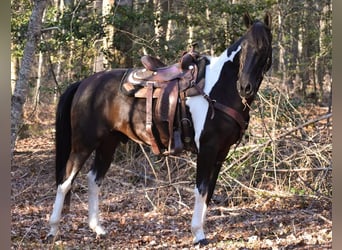 Friesen Mix, Wallach, 5 Jahre