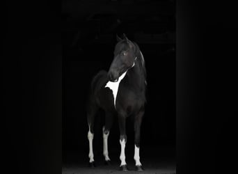 Friesen Mix, Wallach, 5 Jahre