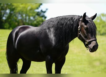 Friesen Mix, Wallach, 5 Jahre, Rappe