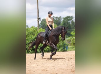 Friesen Mix, Wallach, 5 Jahre, Rappe