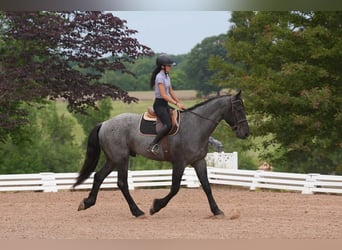 Friesen Mix, Wallach, 5 Jahre, Roan-Blue