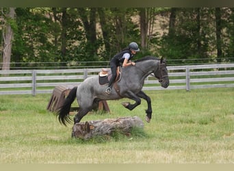 Friesen Mix, Wallach, 5 Jahre, Roan-Blue