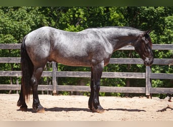 Friesen Mix, Wallach, 5 Jahre, Roan-Blue