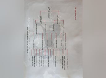 Friesen, Wallach, 5 Jahre, Schimmel