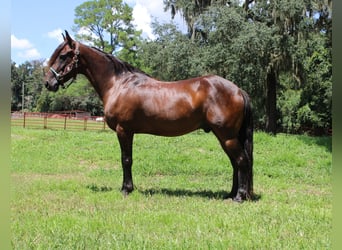 Friesen Mix, Wallach, 6 Jahre, 142 cm, Rotbrauner