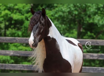 Friesen Mix, Wallach, 6 Jahre, 150 cm
