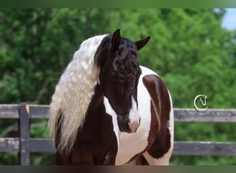Friesen Mix, Wallach, 6 Jahre, 150 cm