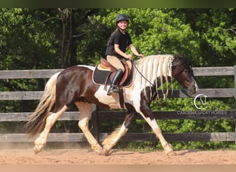 Friesen Mix, Wallach, 6 Jahre, 150 cm