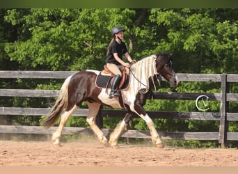 Friesen Mix, Wallach, 6 Jahre, 150 cm