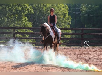 Friesen Mix, Wallach, 6 Jahre, 150 cm