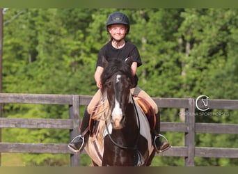 Friesen Mix, Wallach, 6 Jahre, 150 cm