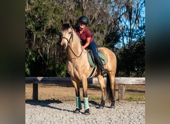 Friesen, Wallach, 6 Jahre, 152 cm, Buckskin