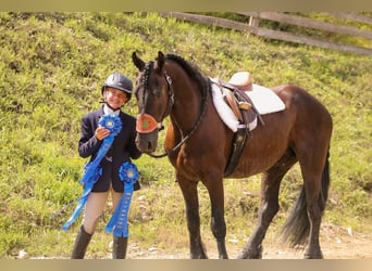 Friesen, Wallach, 6 Jahre, 152 cm, Rappe