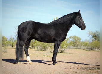 Friesen Mix, Wallach, 6 Jahre, 155 cm, Rappe