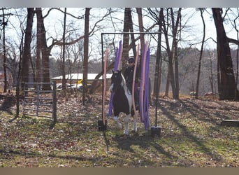 Friesen Mix, Wallach, 6 Jahre, 157 cm