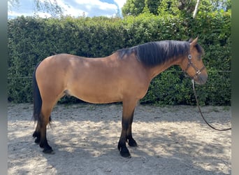 Friesen Mix, Wallach, 6 Jahre, 160 cm, Brauner