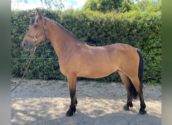 Friesen Mix, Wallach, 6 Jahre, 160 cm, Brauner