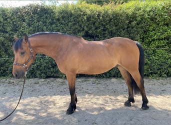 Friesen Mix, Wallach, 6 Jahre, 160 cm, Brauner