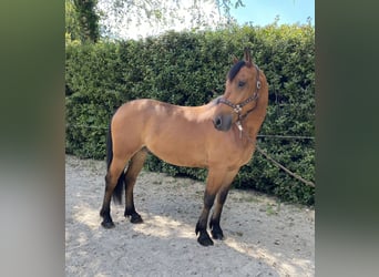 Friesen Mix, Wallach, 6 Jahre, 160 cm, Brauner