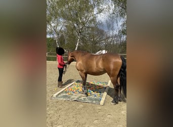 Friesen Mix, Wallach, 6 Jahre, 160 cm, Brauner