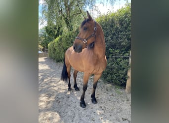 Friesen Mix, Wallach, 6 Jahre, 160 cm, Brauner