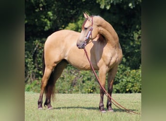 Friesen, Wallach, 6 Jahre, 160 cm, Buckskin