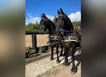Friesen, Wallach, 6 Jahre, 160 cm, Rappe