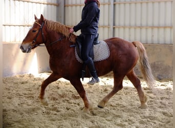 Friesen Mix, Wallach, 6 Jahre, 160 cm, Rappe