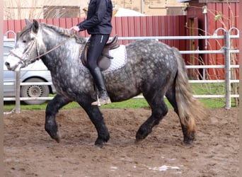 Friesen Mix, Wallach, 6 Jahre, 160 cm, Rappe