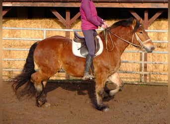 Friesen Mix, Wallach, 6 Jahre, 160 cm, Rappe