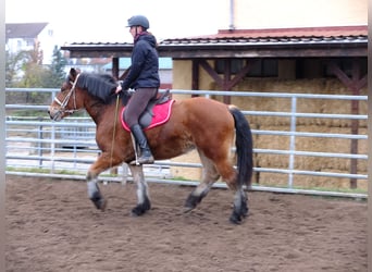 Friesen Mix, Wallach, 6 Jahre, 160 cm, Rappe