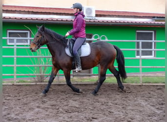 Friesen Mix, Wallach, 6 Jahre, 160 cm, Rappe