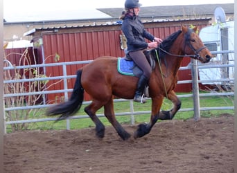 Friesen Mix, Wallach, 6 Jahre, 160 cm, Rappe