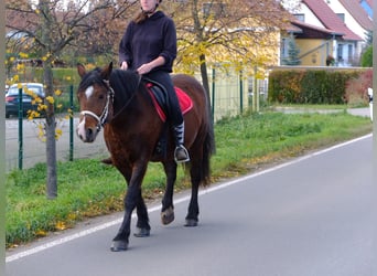 Friesen Mix, Wallach, 6 Jahre, 160 cm, Rappe