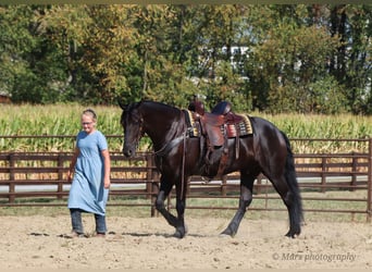 Friesen, Wallach, 6 Jahre, 160 cm, Rappe