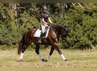 Friesen Mix, Wallach, 6 Jahre, 160 cm, Rotbrauner