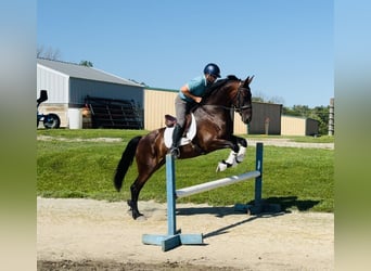 Friesen Mix, Wallach, 6 Jahre, 160 cm, Rotbrauner