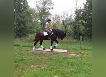 Friesen, Wallach, 6 Jahre, 162 cm, Rappe