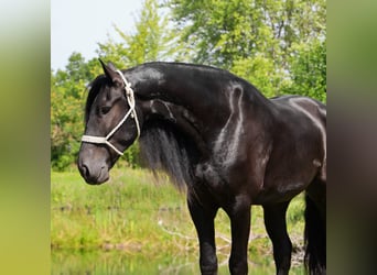 Friesen, Wallach, 6 Jahre, 162 cm, Rappe