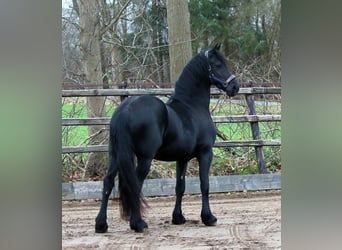 Friesen, Wallach, 6 Jahre, 162 cm, Schwarzbrauner