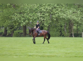 Friesen, Wallach, 6 Jahre, 163 cm, Dunkelbrauner