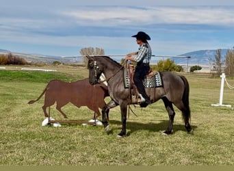 Friesen Mix, Wallach, 6 Jahre, 163 cm, Grullo
