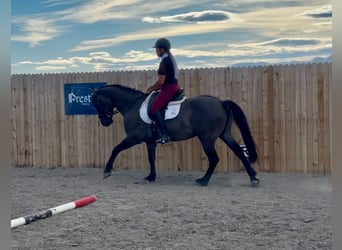 Friesen Mix, Wallach, 6 Jahre, 163 cm, Grullo