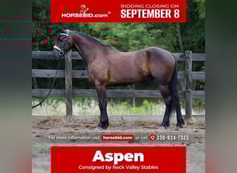 Friesen Mix, Wallach, 6 Jahre, 163 cm, Rappe