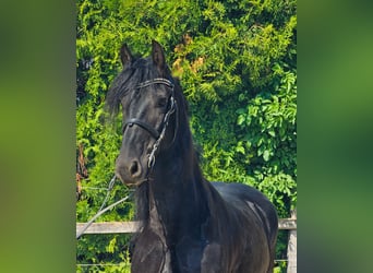 Friesen, Wallach, 6 Jahre, 163 cm, Rappe