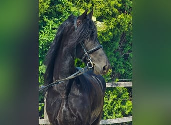 Friesen, Wallach, 6 Jahre, 163 cm, Rappe